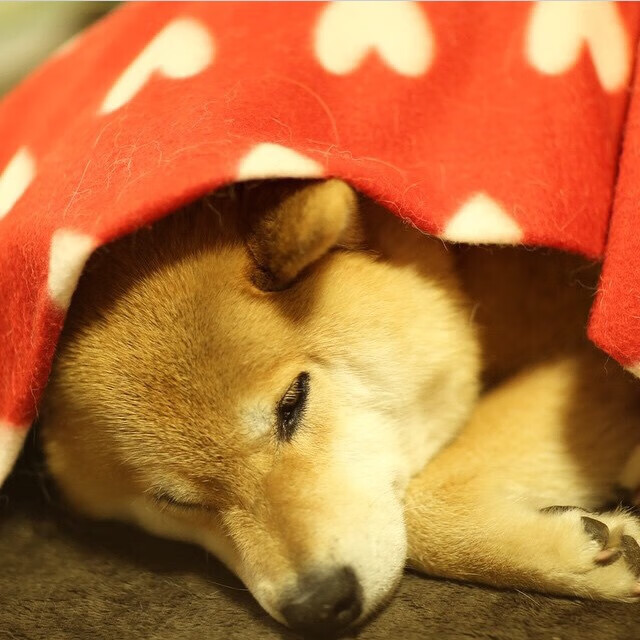 东部豪强排兵布阵,季后赛布局逐渐明朗,nba东部强队有哪些