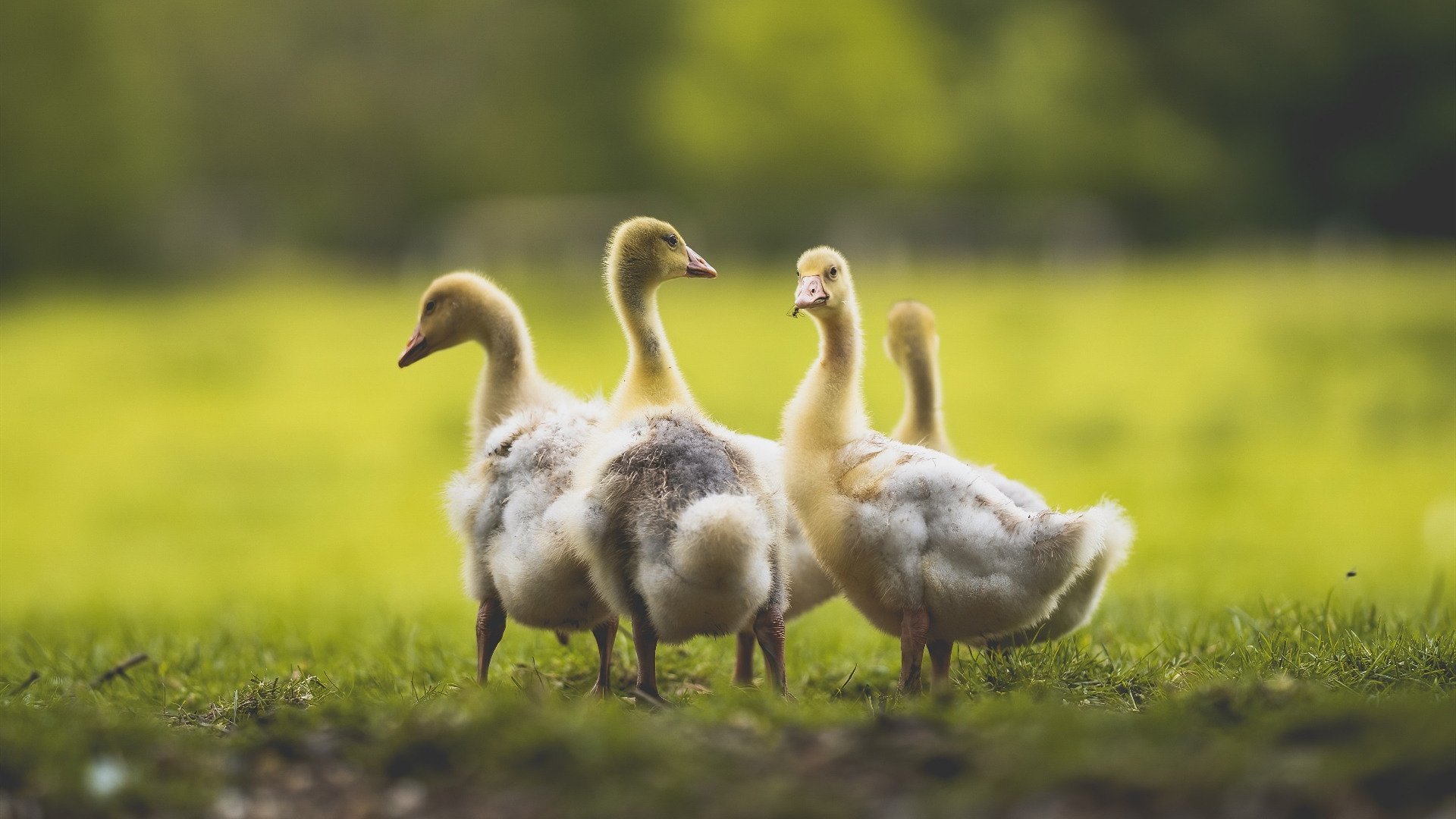 “足协公布2025年度最佳球员名单”,足坛20年最佳