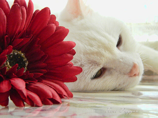 开云kaiyun-“青少年足球主题公益跑运动会在全国火热举行”,青少年校园足球赛