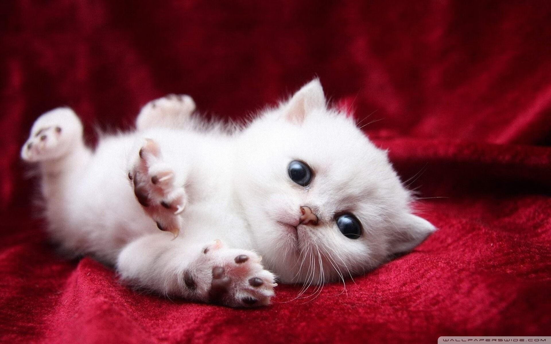 全民高尔夫体验赛,轻松休闲的新运动潮流,高尔夫体验活动