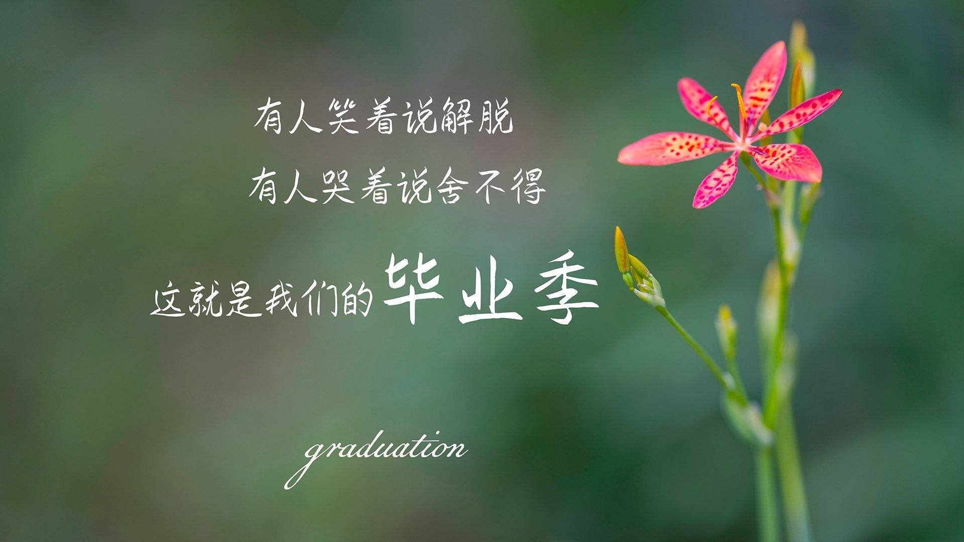 开云体育官方网站-意甲：那不勒斯3-0完胜博洛尼亚，奥斯梅恩表现出色，那不勒斯对阵博洛尼亚